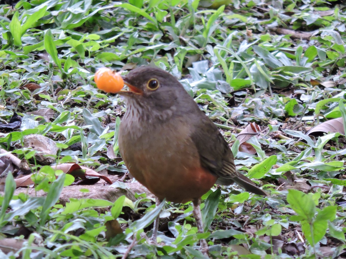 Rufous-bellied Thrush - ML375643231