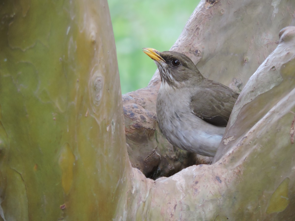 Creamy-bellied Thrush - ML375643241