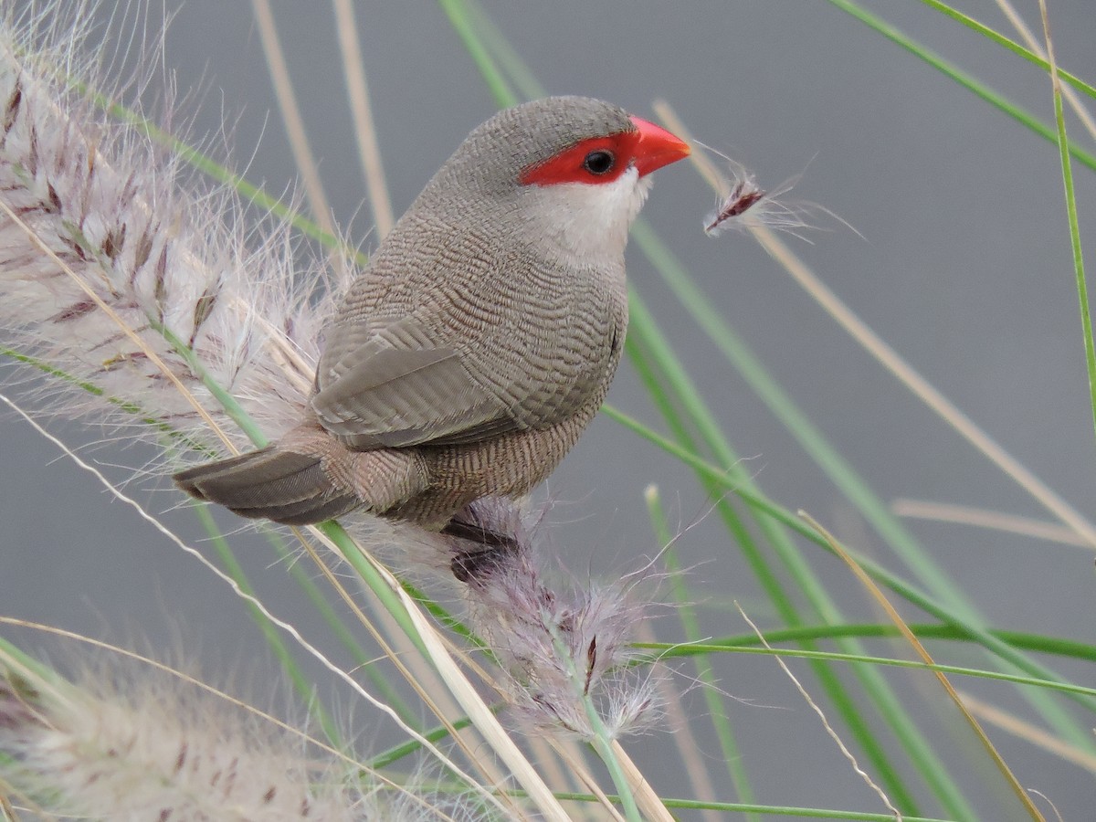 Common Waxbill - ML375643251