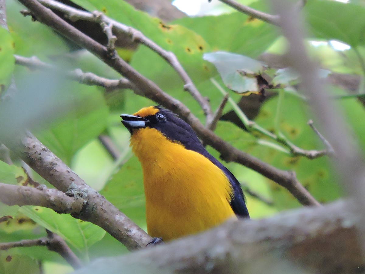 Violaceous Euphonia - ML375643291