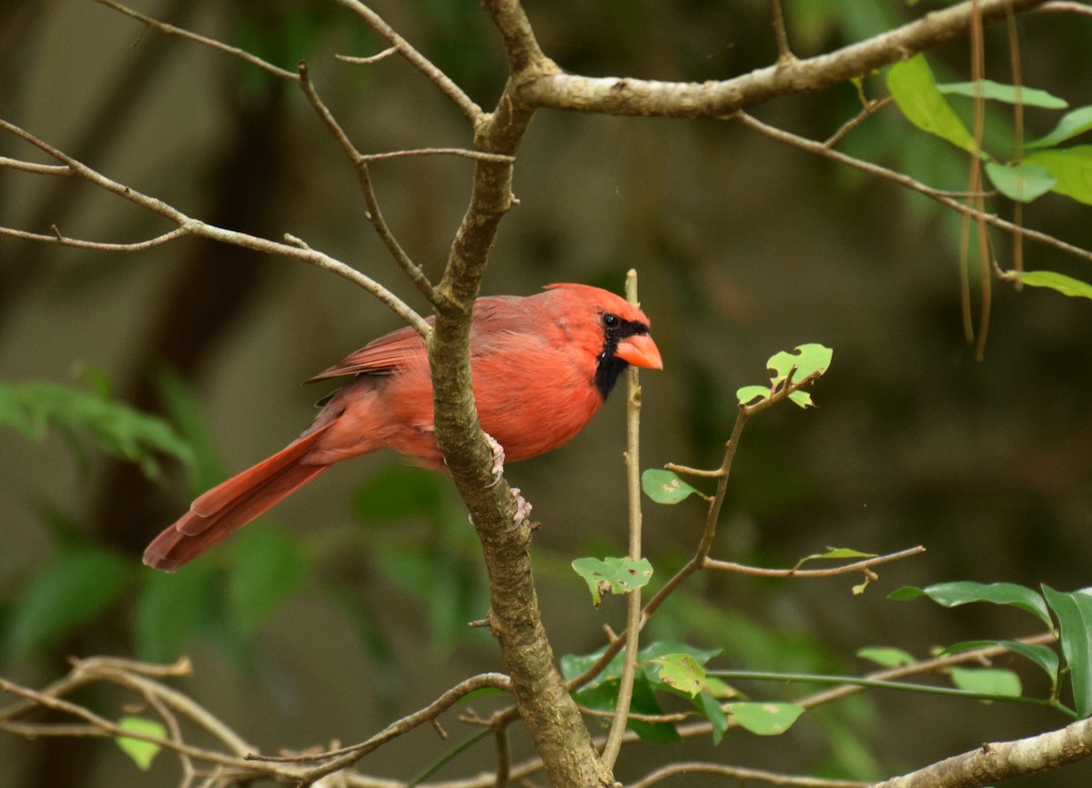 Northern Cardinal - ML375643411