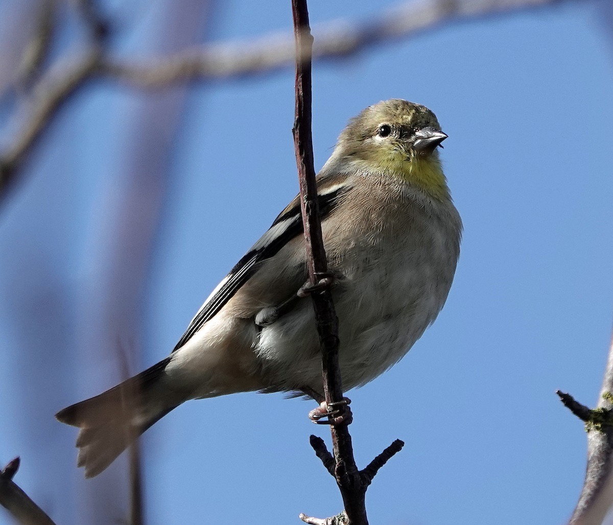 American Goldfinch - Noreen Rudd