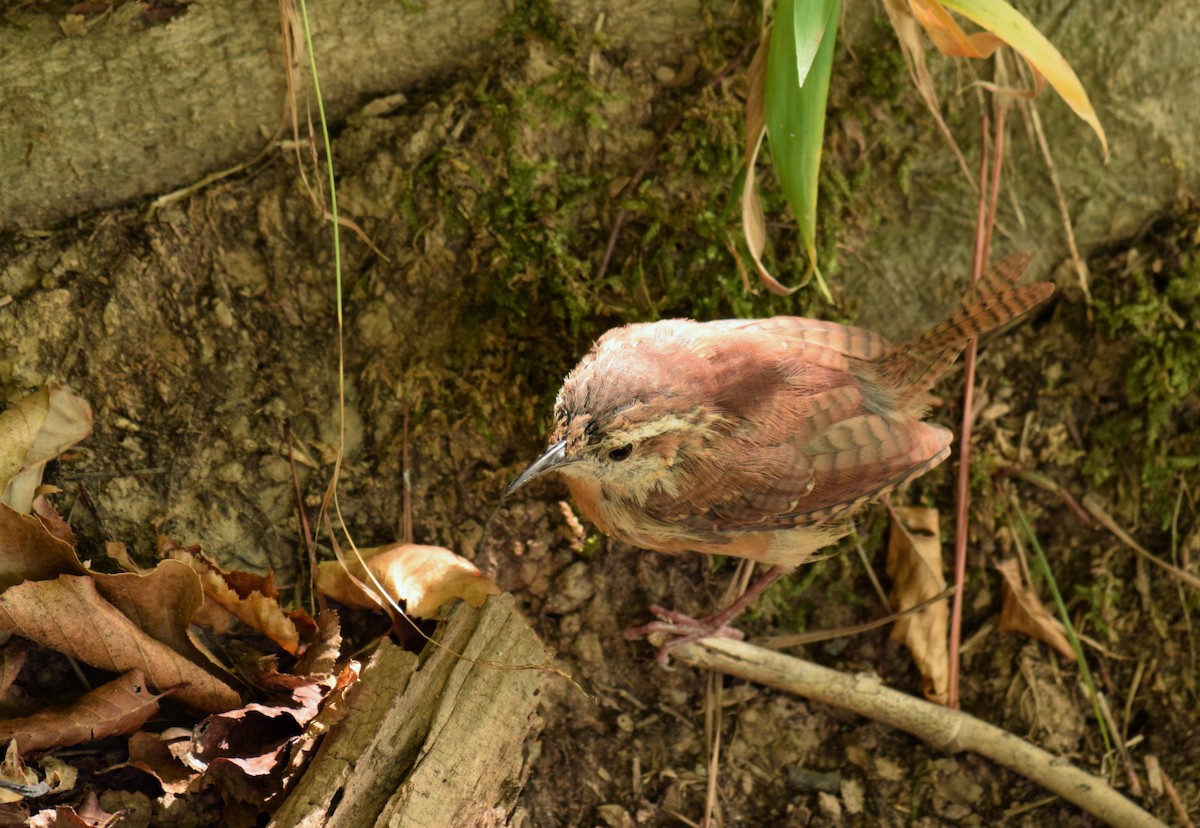Carolina Wren - ML375643501
