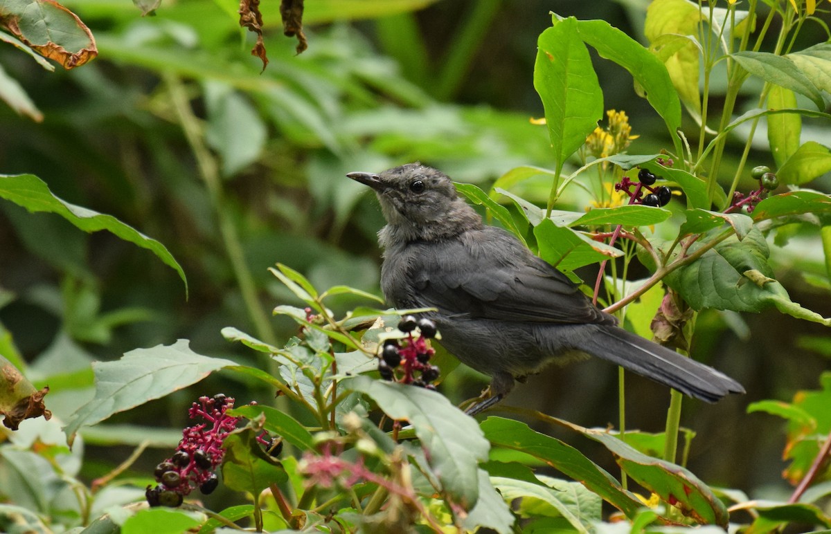 Gray Catbird - ML375643561