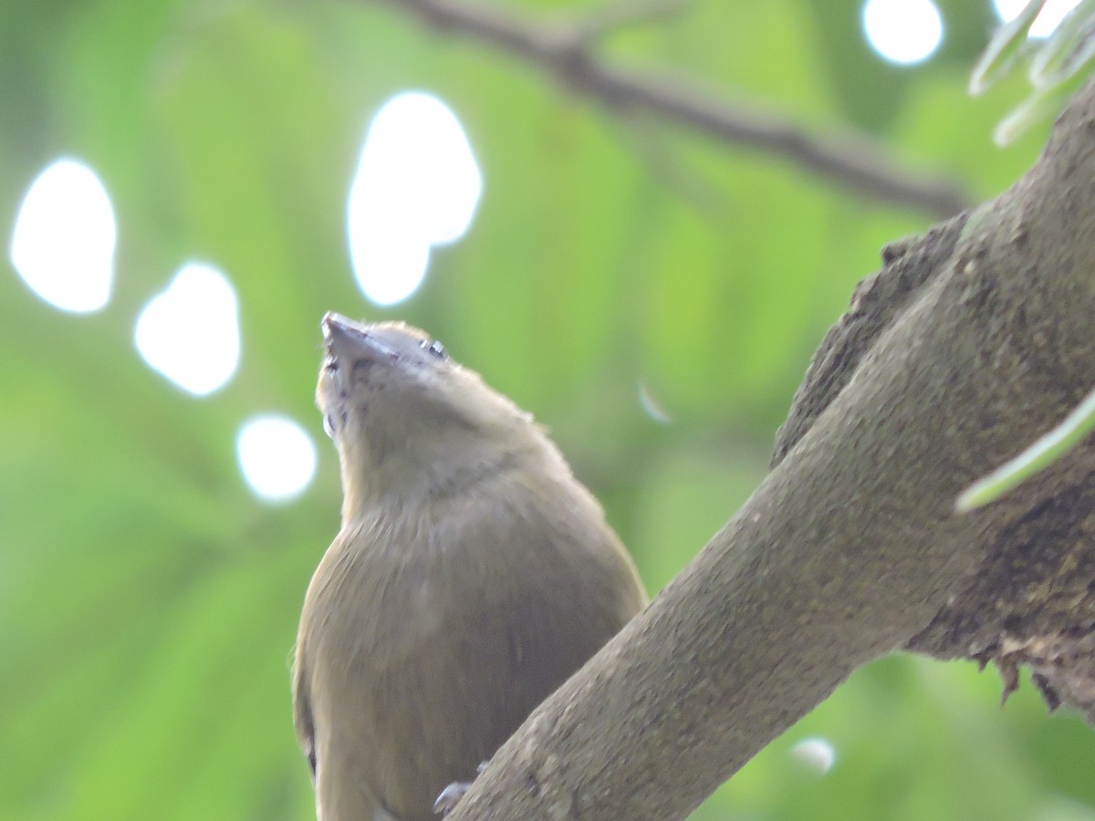 Palm Tanager - ML375643581