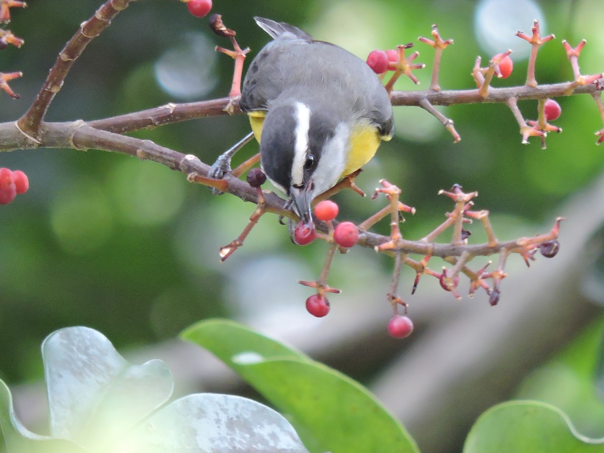 Bananaquit - ML375643691