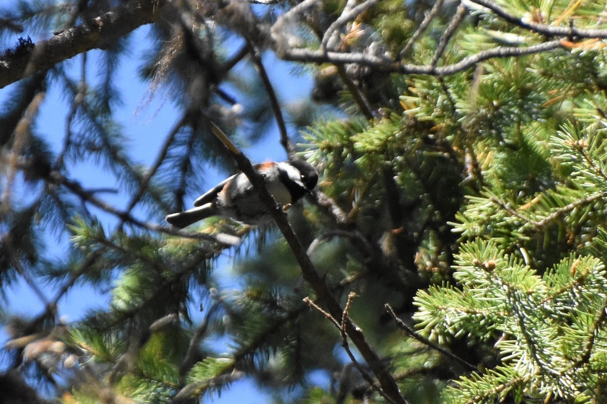 Chestnut-backed Chickadee - Jill L