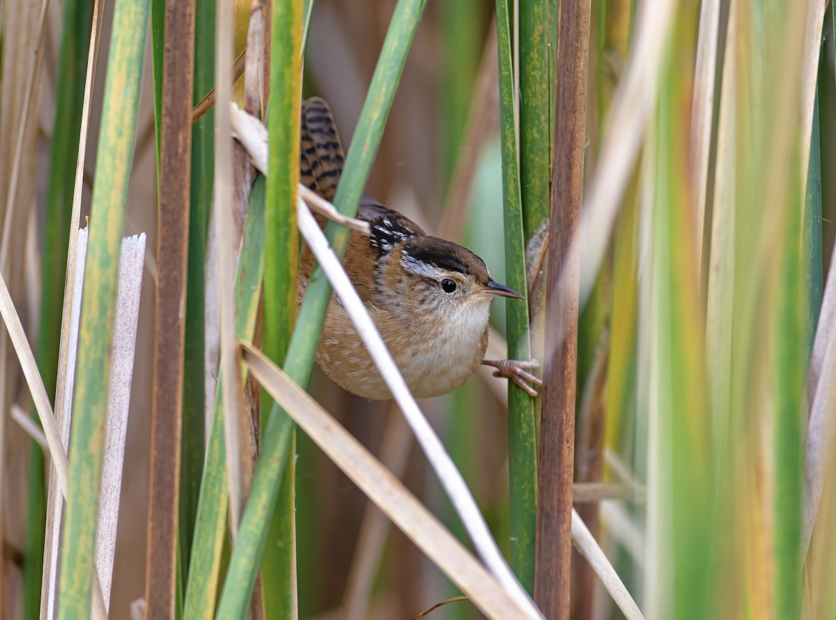 Marsh Wren - ML375643851