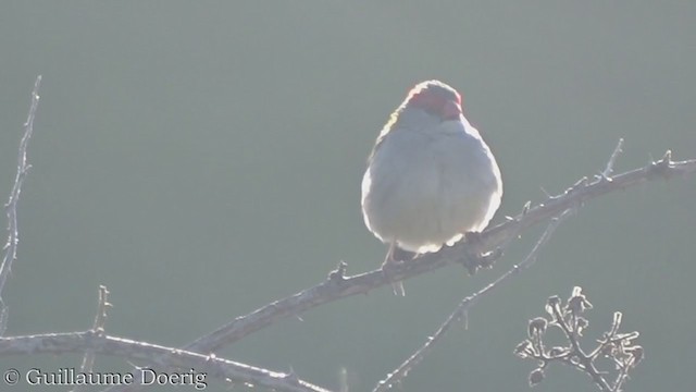 Red-browed Firetail - ML375645021