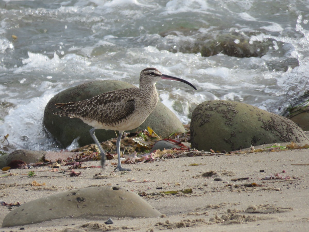 Whimbrel (Hudsonian) - ML375645551