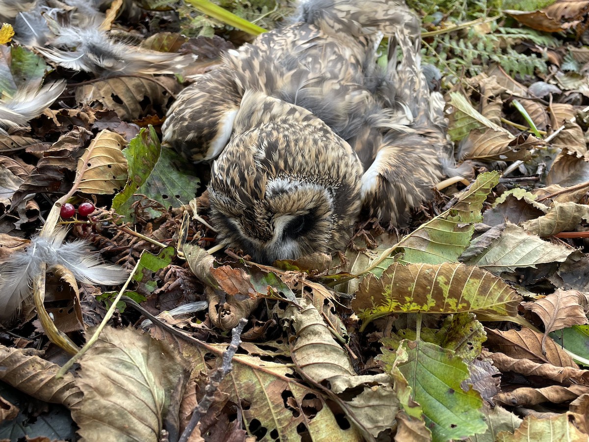 Short-eared Owl - ML375646421
