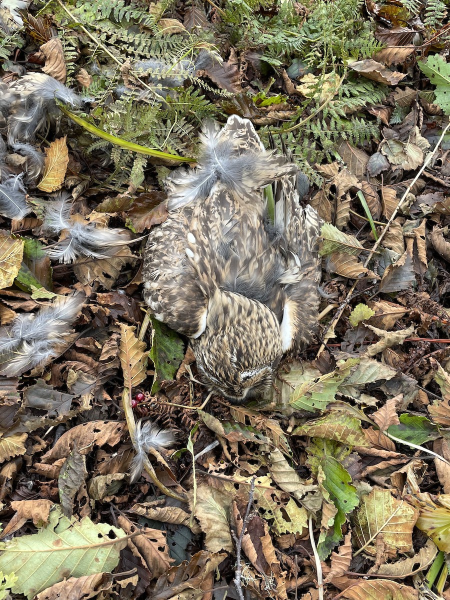 Short-eared Owl - ML375646431