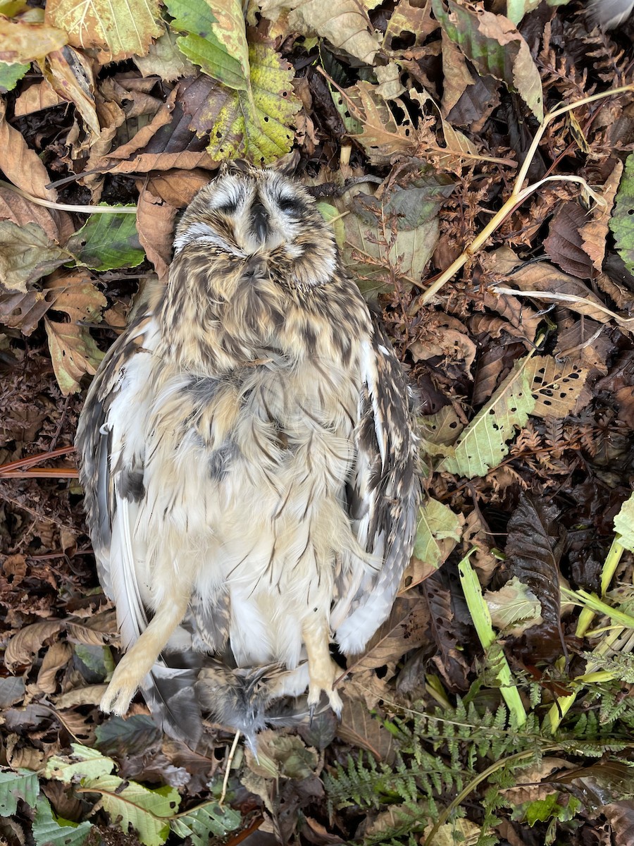 Short-eared Owl - ML375646451