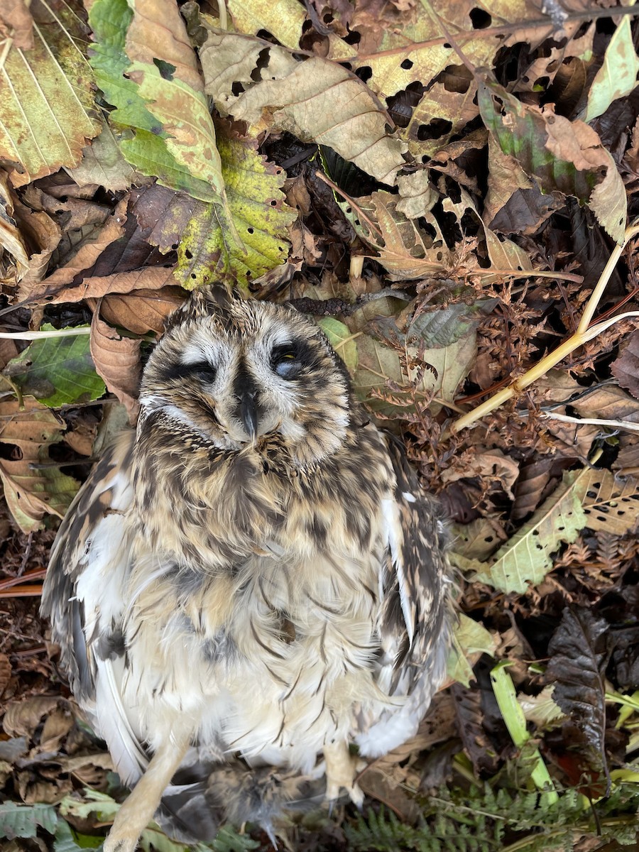 Short-eared Owl - ML375646481