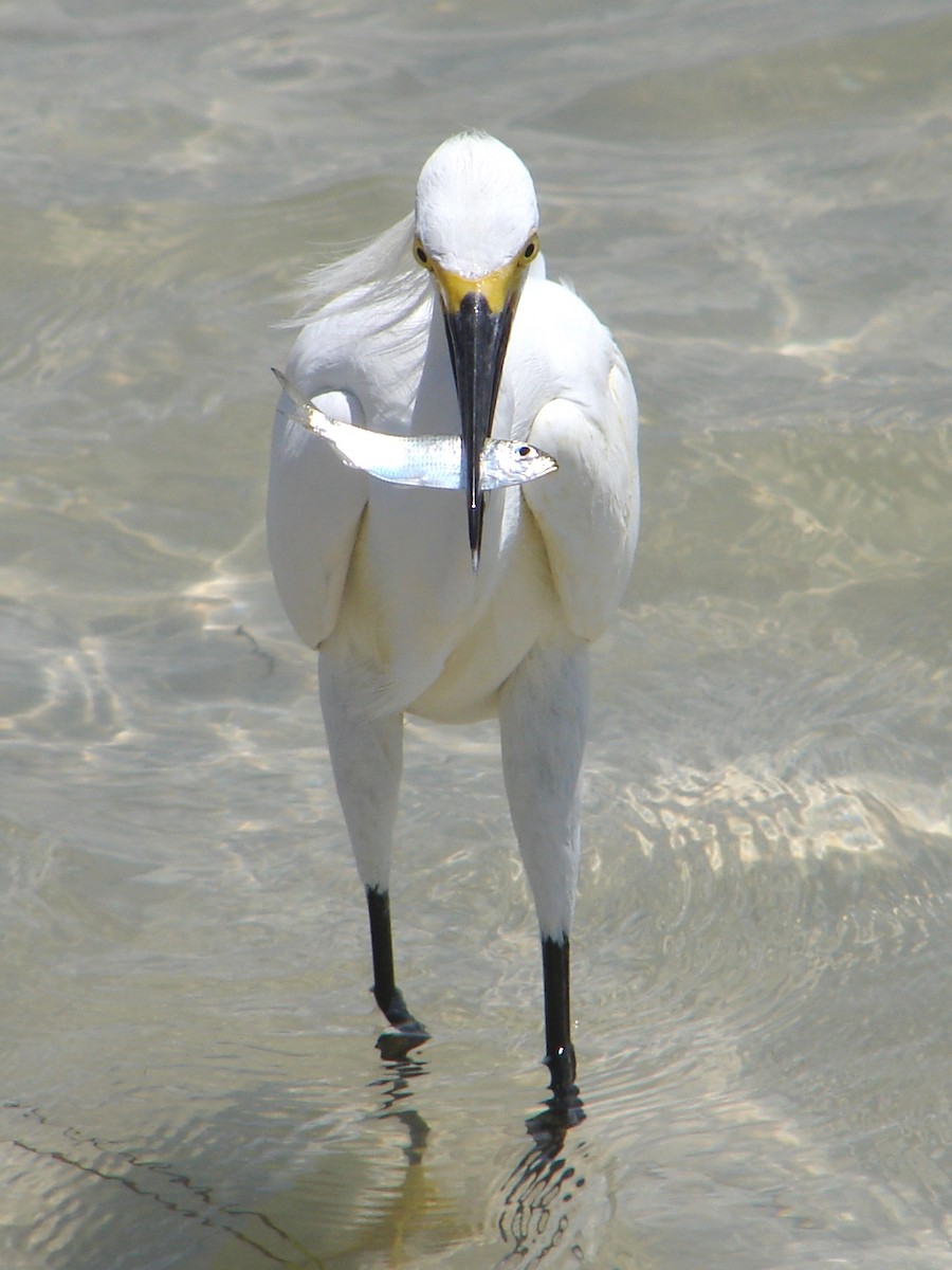 Snowy Egret - Shelley Rutkin