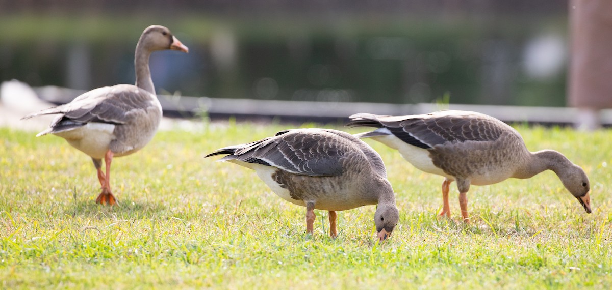 Greater White-fronted Goose - ML375646921