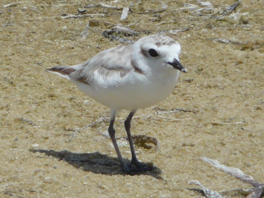 Snowy Plover - ML37564751