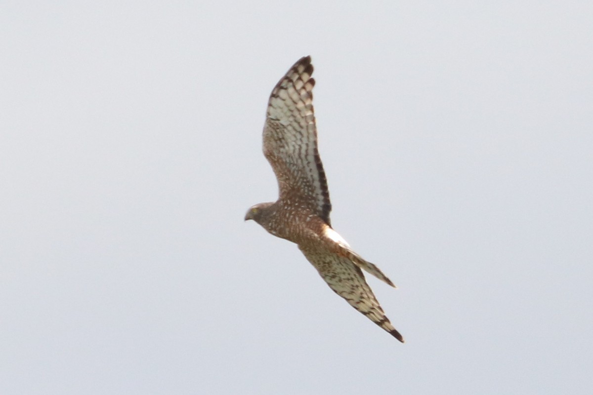 Cinereous Harrier - ML375648081