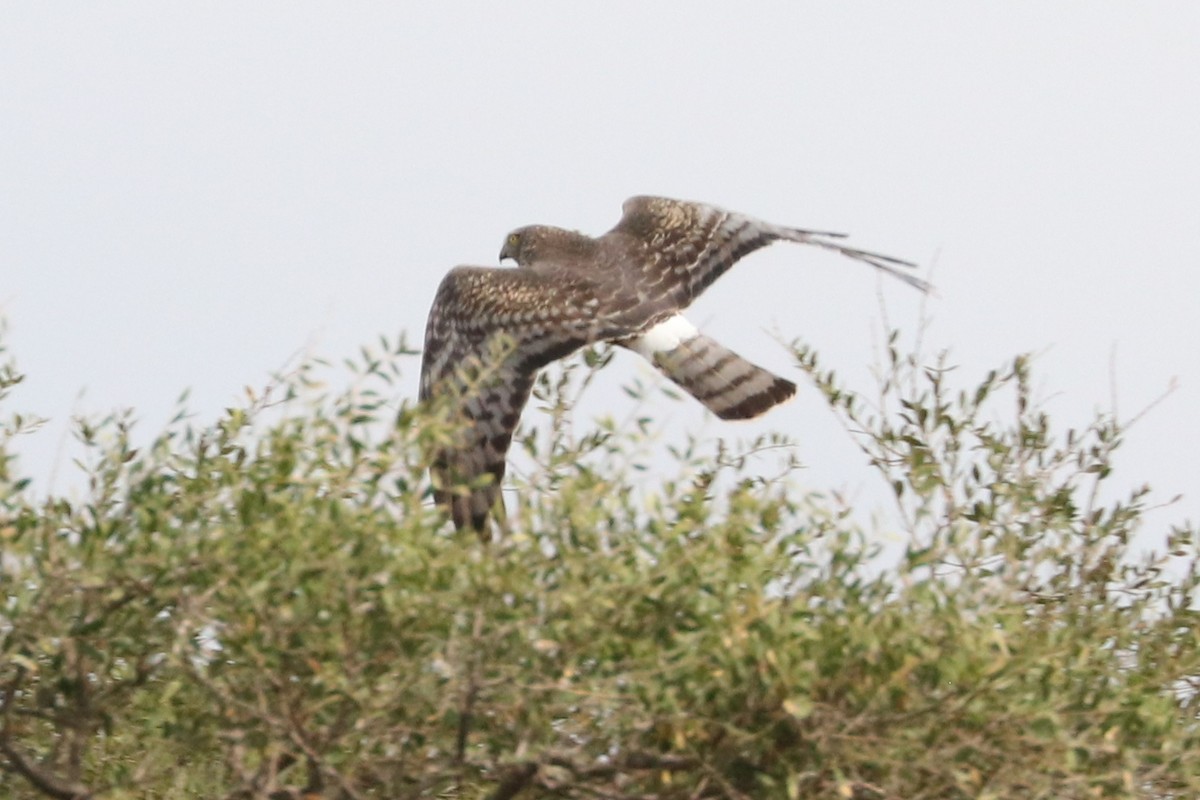 Cinereous Harrier - ML375648091