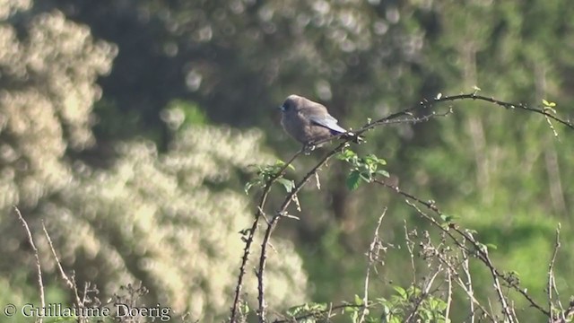 Dusky Woodswallow - ML375651071