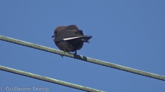 Dusky Woodswallow - ML375651491