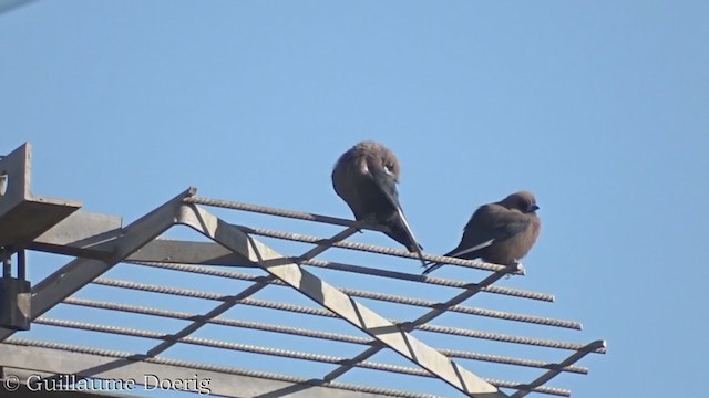 Dusky Woodswallow - ML375651631