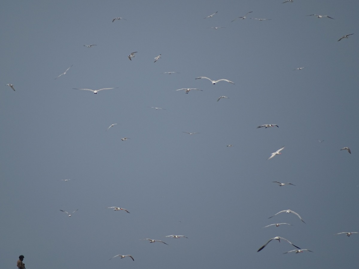 Whiskered Tern - ML375652791