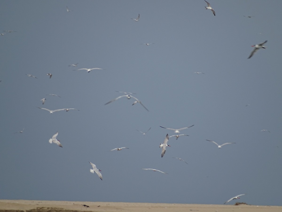 Whiskered Tern - Sakthi Chinnakannu