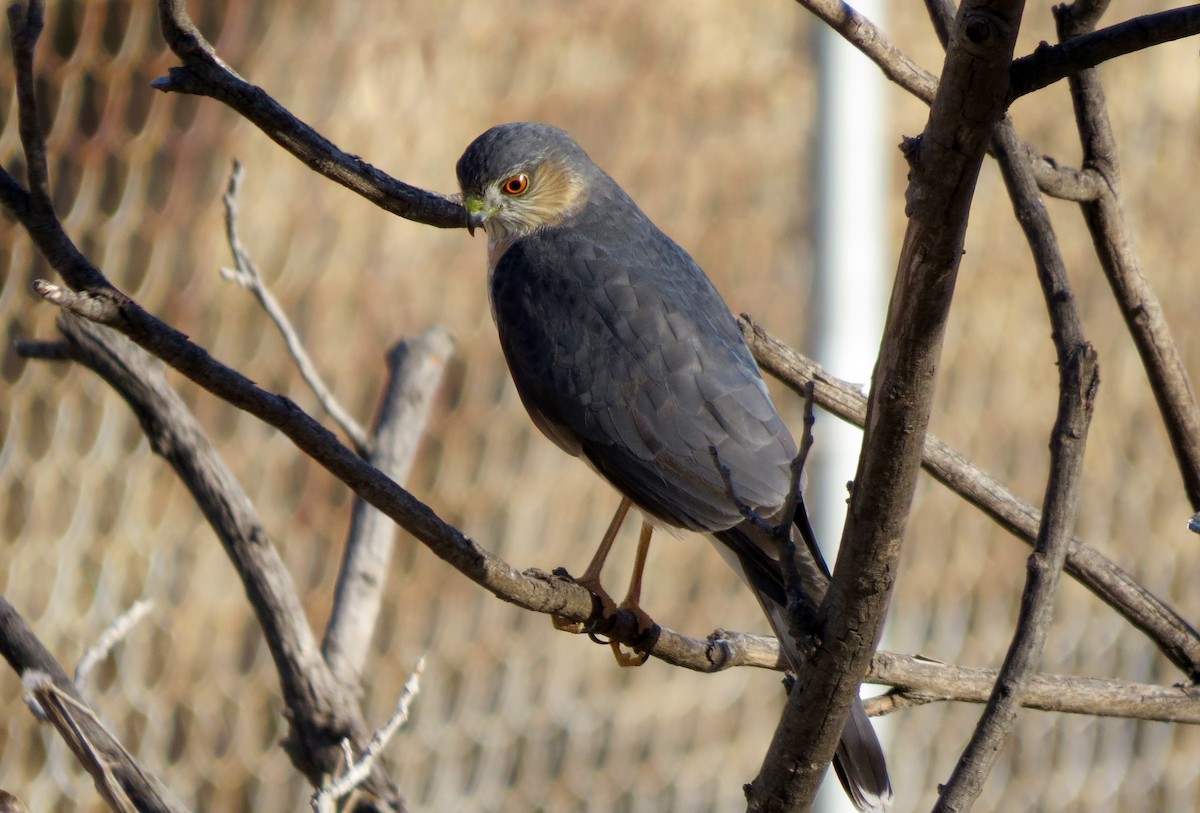 Sharp-shinned Hawk - ML375653421