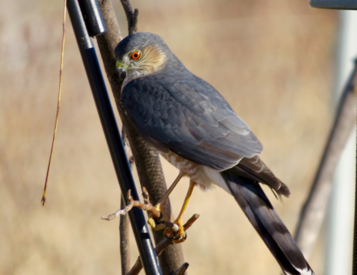 Sharp-shinned Hawk - ML375653461