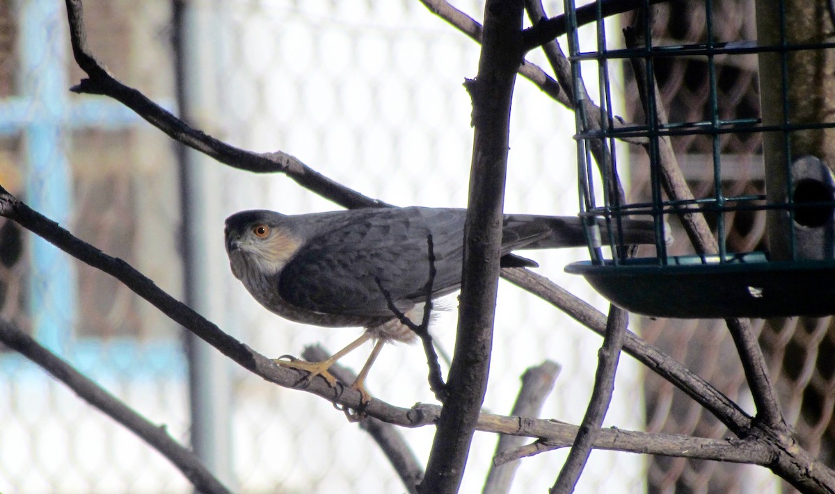 Sharp-shinned Hawk - ML375653481