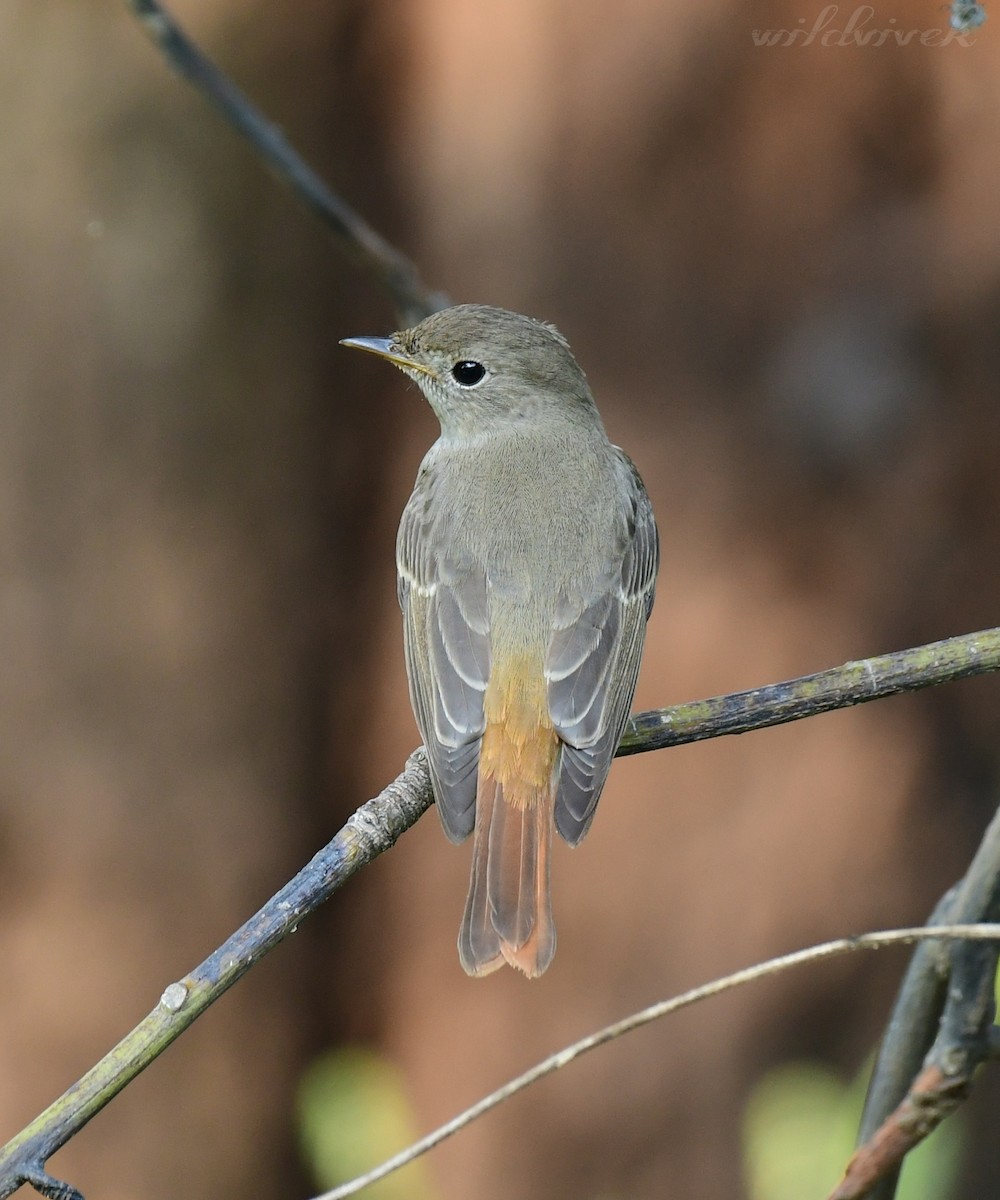 Rusty-tailed Flycatcher - vivek  upadhyay