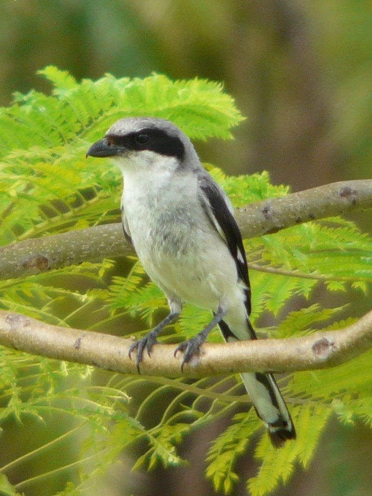 Loggerhead Shrike - Shelley Rutkin