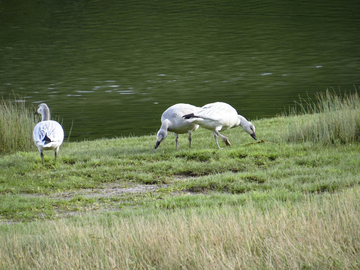 Snow Goose - ML375656291