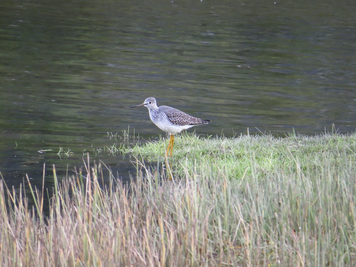 Greater Yellowlegs - Chris Dale