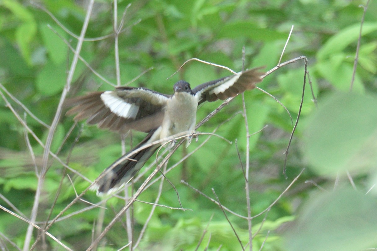 Pied Cuckoo - ML375656391
