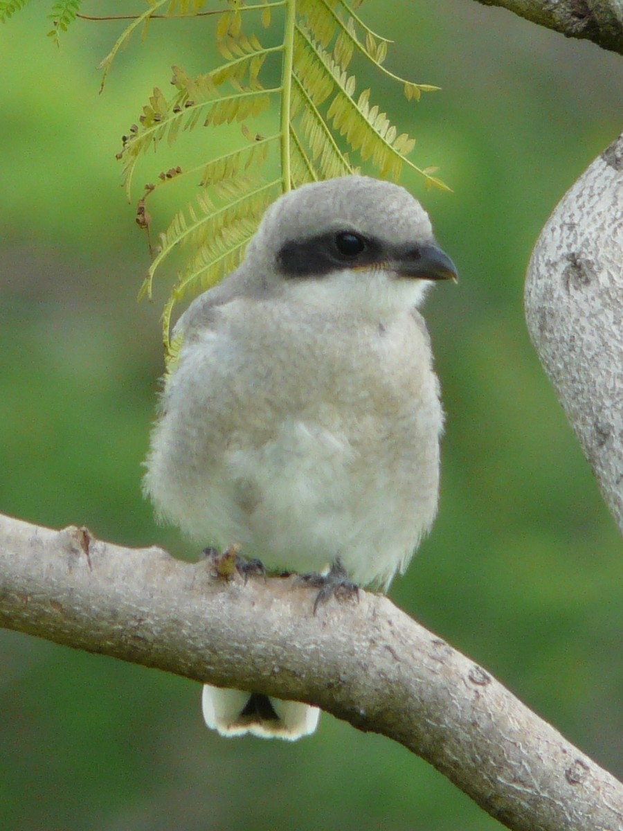 Loggerhead Shrike - ML37565651