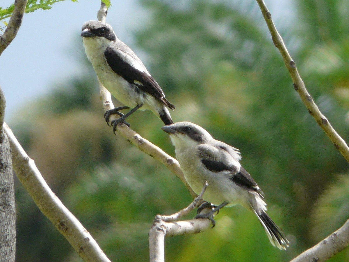 Loggerhead Shrike - ML37565671