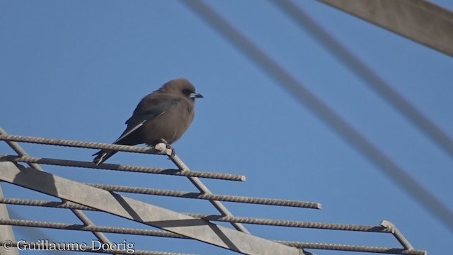 Dusky Woodswallow - ML375656761