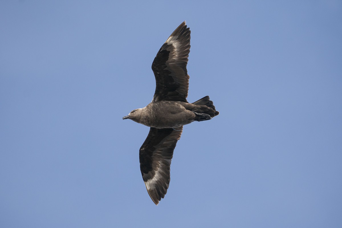 South Polar Skua - ML375657211