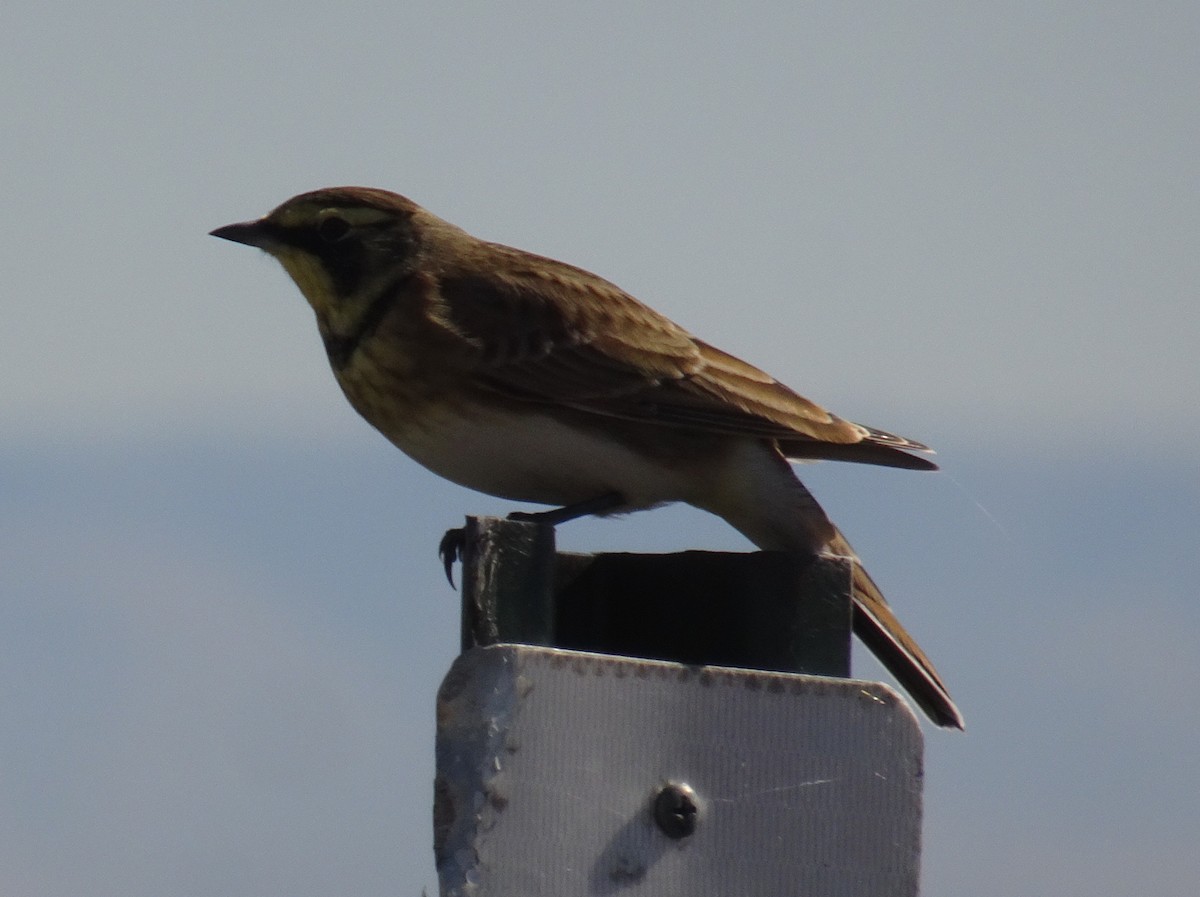 Horned Lark - M. Rogers