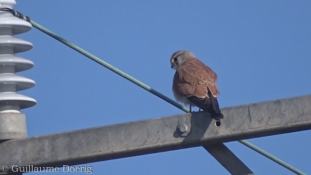 Nankeen Kestrel - ML375659821