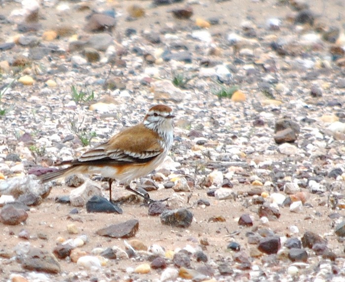 Rusty-backed Monjita - COA ROCA ÑACURUTÚ