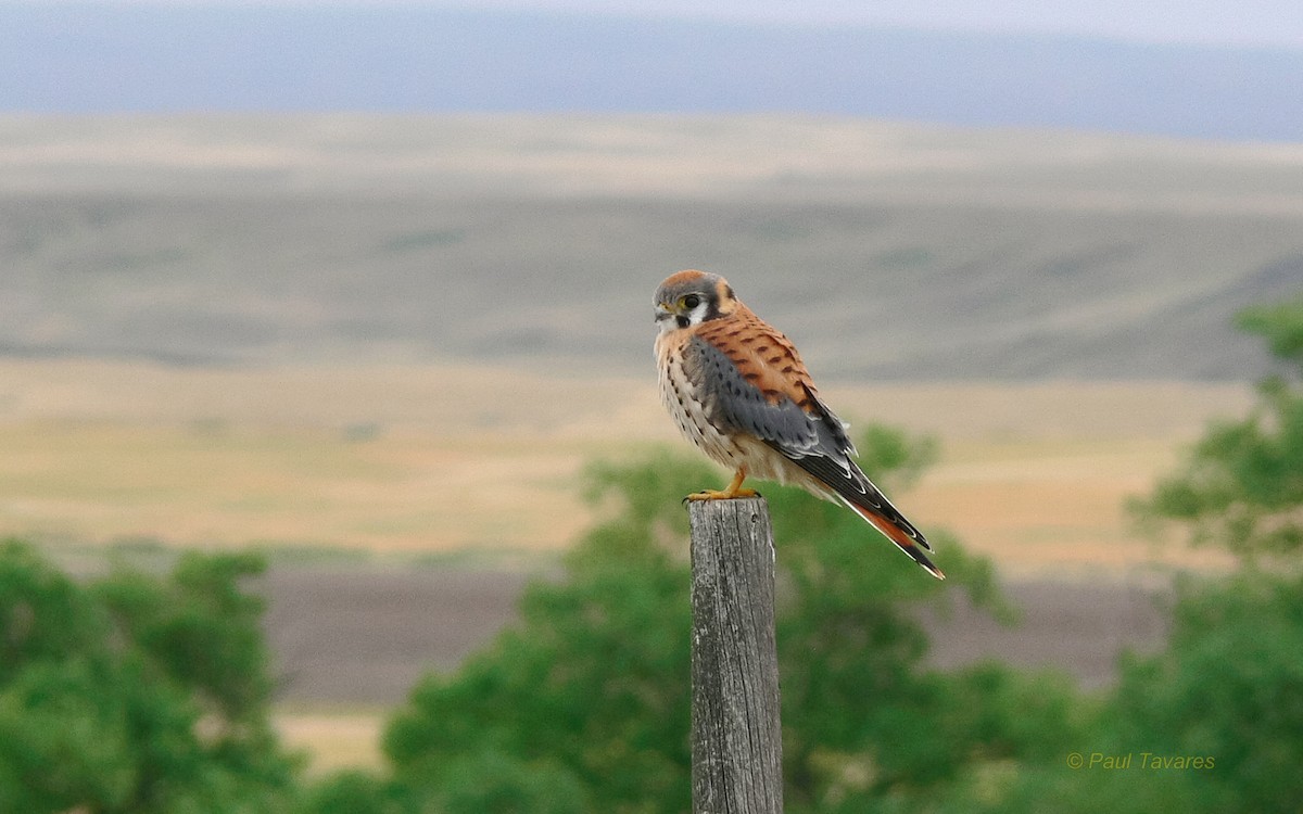 American Kestrel - ML37566071