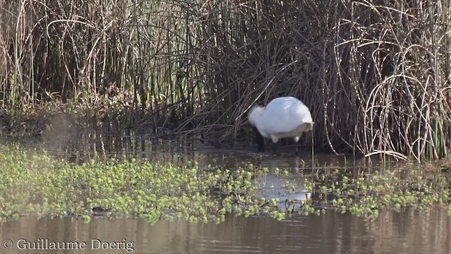 Royal Spoonbill - ML375660941