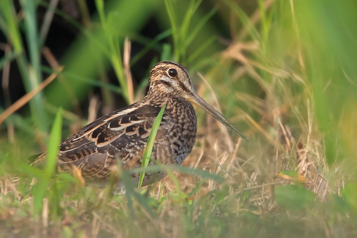 Swinhoe's Snipe - ML375661081