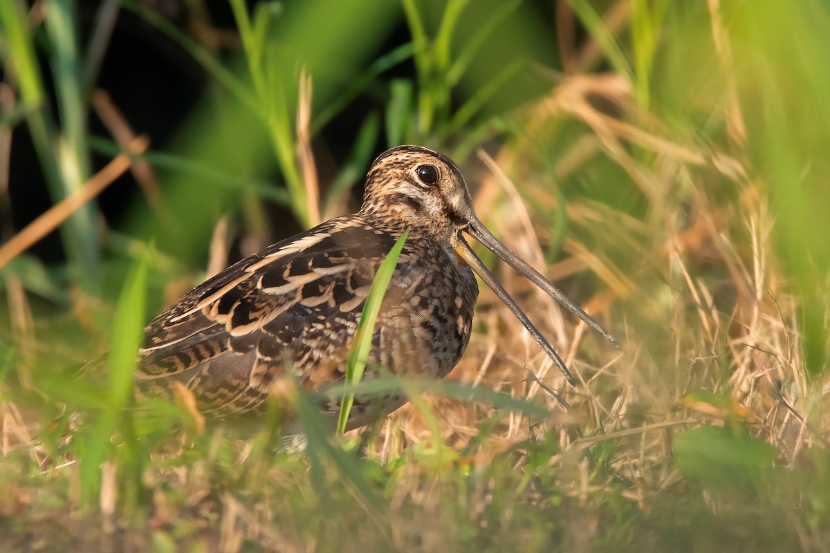 Swinhoe's Snipe - ML375661101