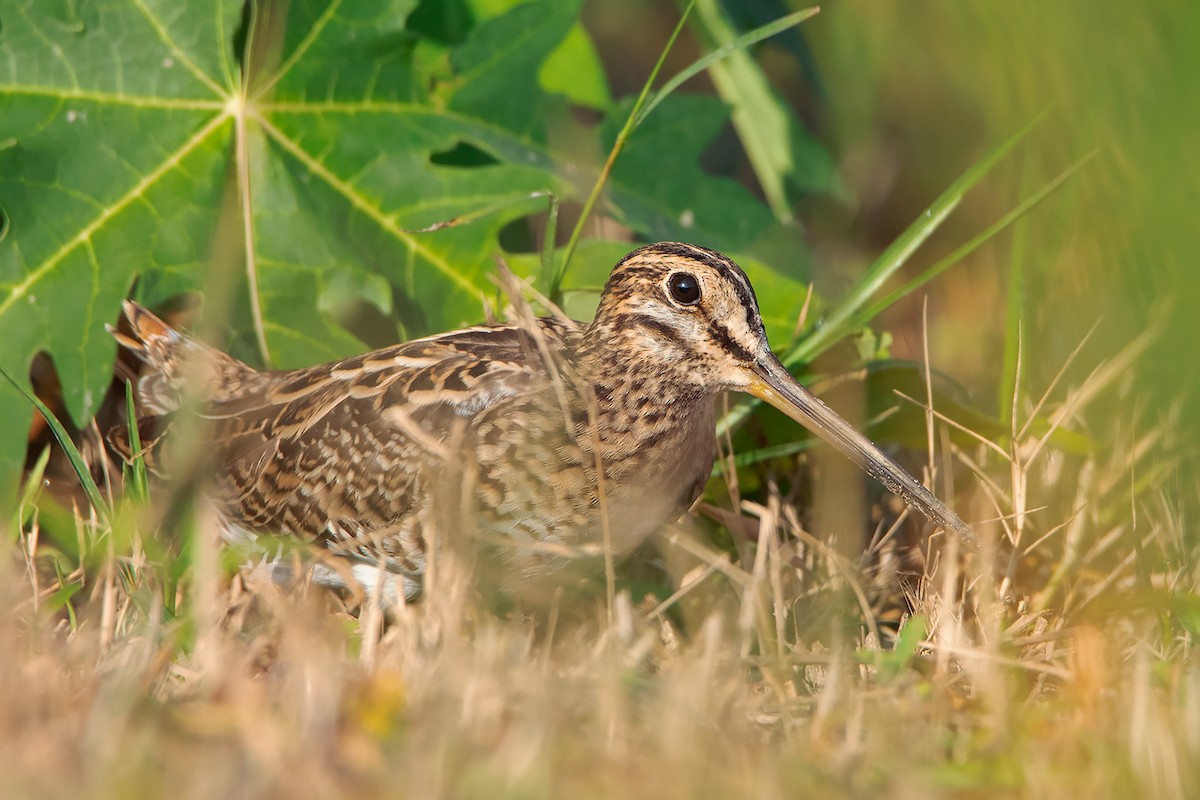 Swinhoe's Snipe - ML375661141