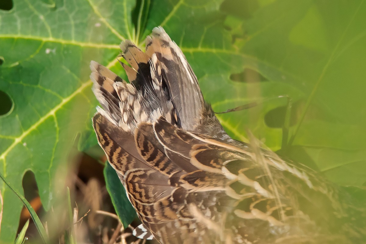 Swinhoe's Snipe - ML375661151