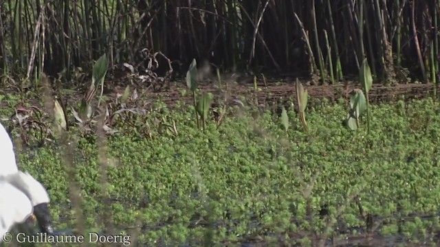 Royal Spoonbill - ML375661441